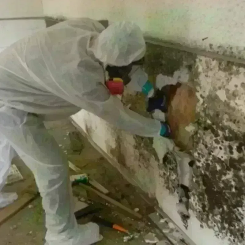 Mold Remediation and Removal in Norton Center, MA